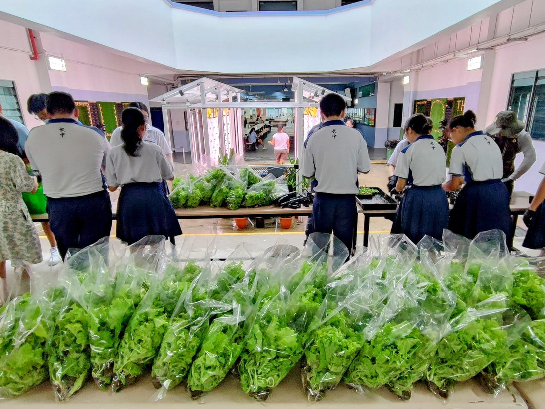 Students at Presbyterian High School tending to vertical hydroponics farm by V-Plus Agritech as part of a school sustainability and food donation initiative in Singapore