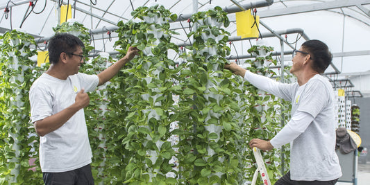SINGAPORE- SUPPLYING MODULAR AQUAPONICS FARMS TO THE 3 C'S