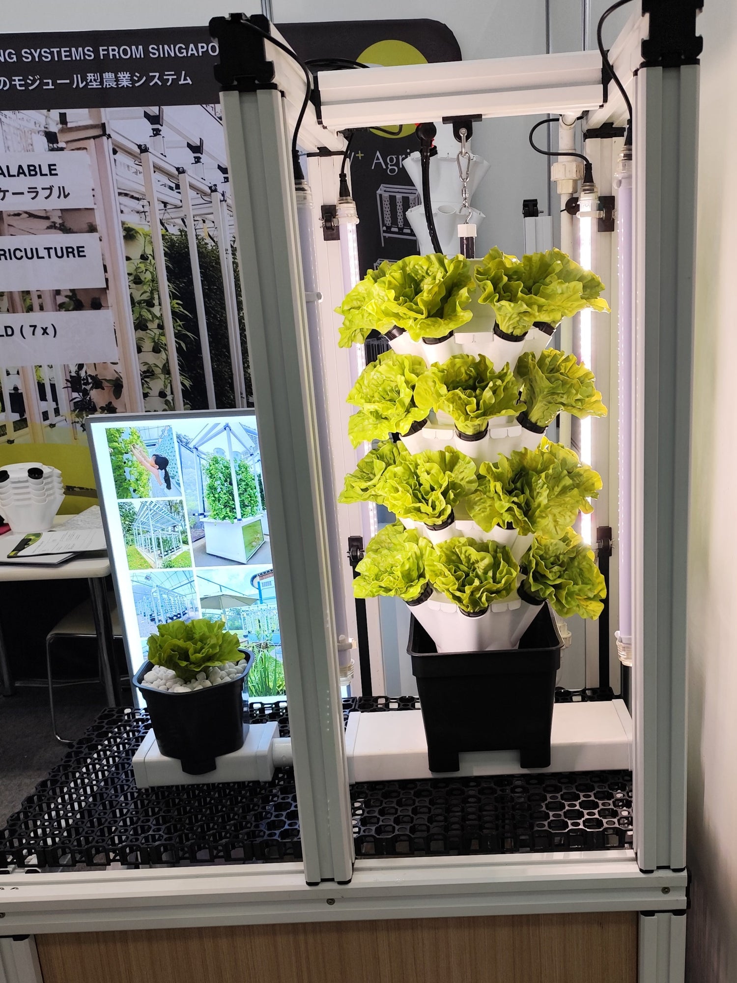 Vertical hydroponic garden with green plants inside a display case.