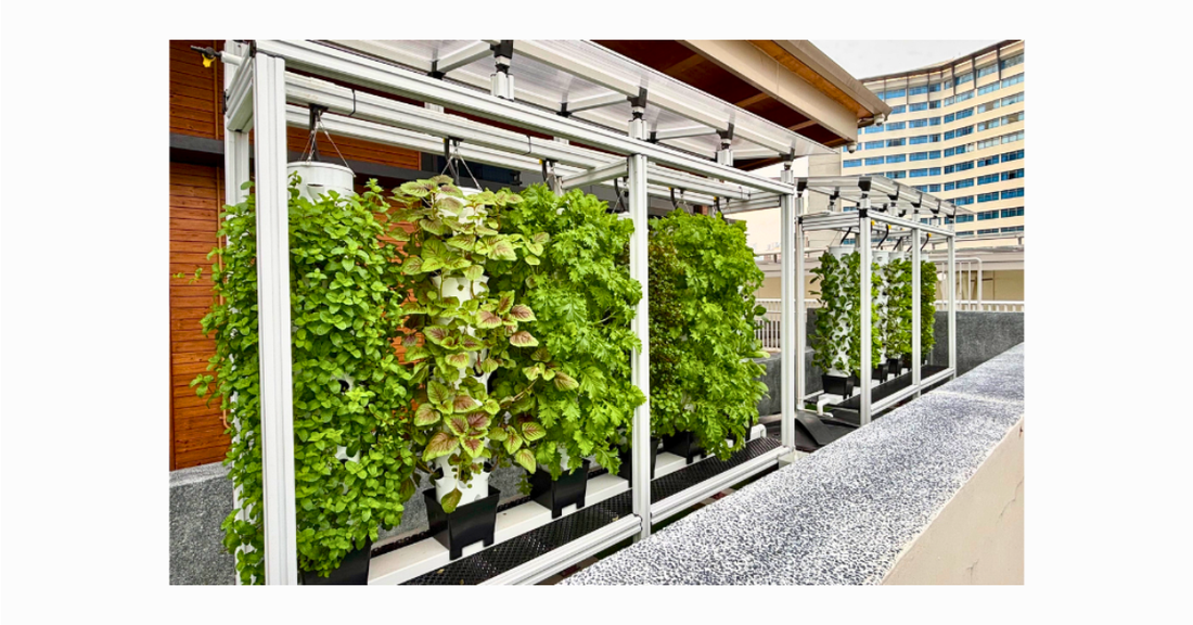 CDL SSA Microfarm vertical green hydroponics towers growing fresh local vegetable