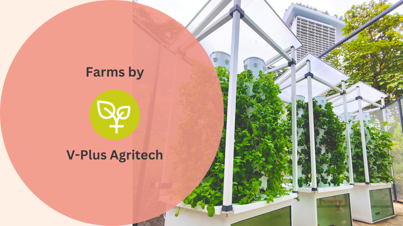 Load video: V-plus Agritech farming systems in Singapore