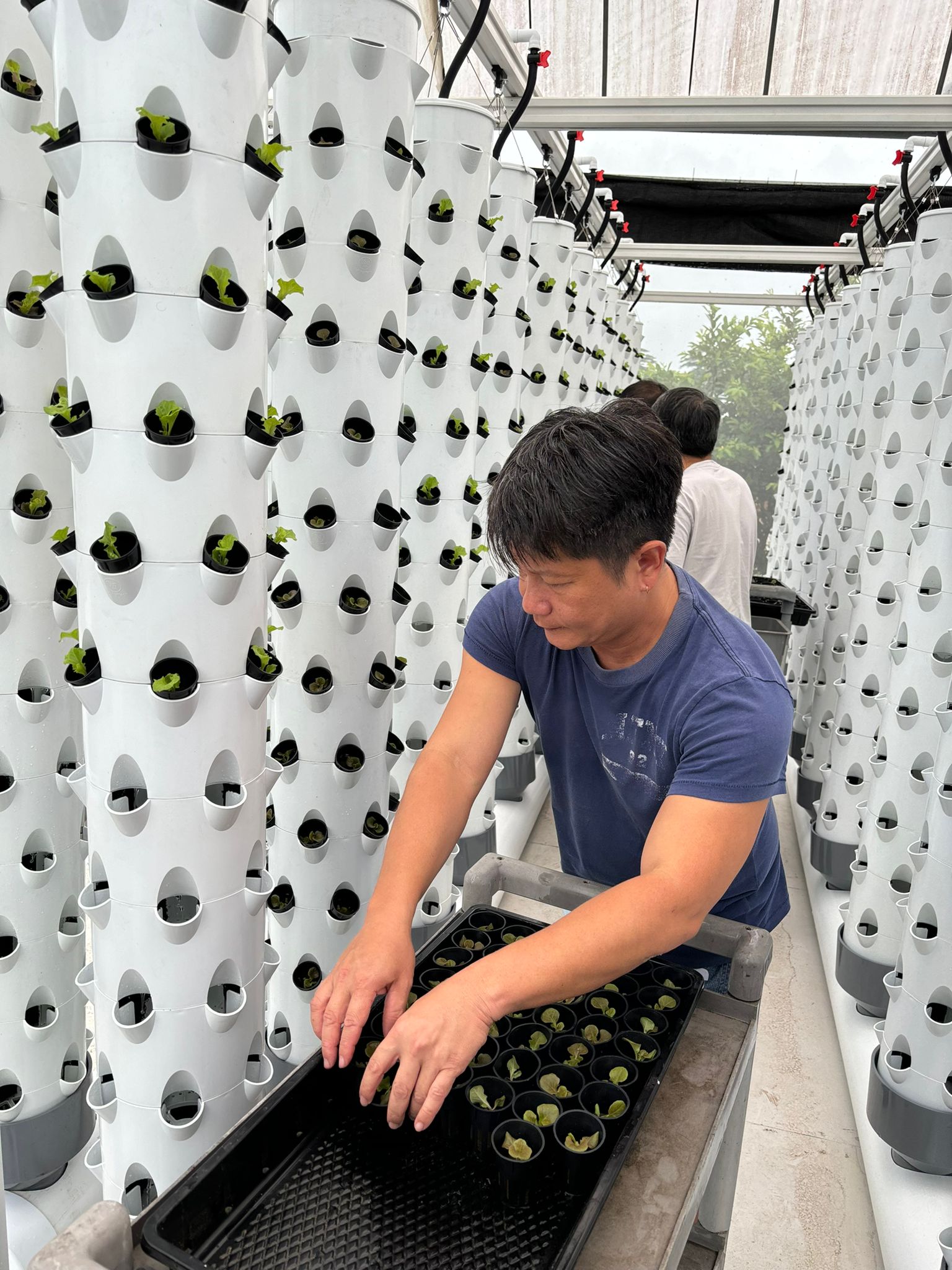 Sustainable Aquaponics Farming Course with Republic Polytechnic – V ...